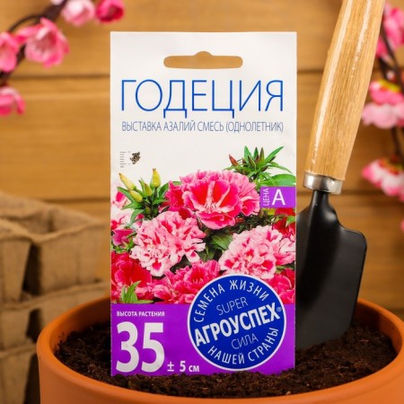 Flower seeds Godegia Exhibition Azalia, O 0.3g-3