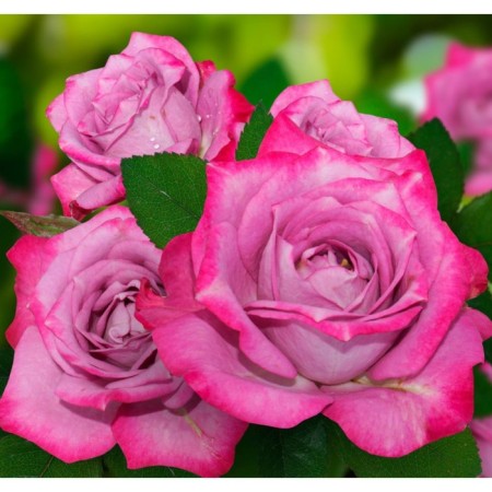Rosa seedling "Maldiva", 1 pc, spring 2024