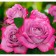 Rosa seedling "Maldiva", 1 pc, spring 2024