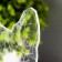 Sphinx lamp LED white 11x9.5x13 cm