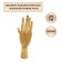 Mannequin anatomical details tree: female right hand, 25cm gamma "Studio"