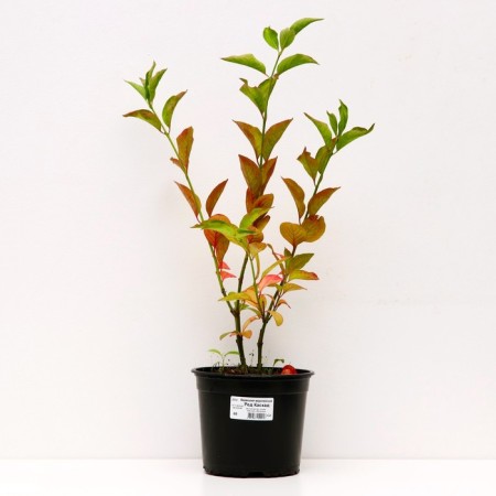 BERESCKET European Red cascade, C2 pot, H10-50 Height, 1 pc, summer 2024