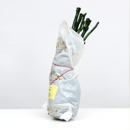 Seedling rose Diva series "premium", 1 pc, spring 2024-2