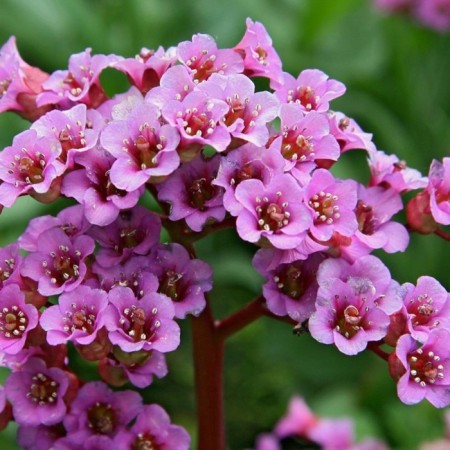 Harful Badan, C2 Pot, H10-50 Height, 1 pc, Summer 2024-1