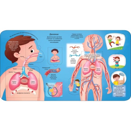 Encyclopedia with windows "Human Body"-1