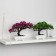 Bonsai in the pot “Molch multicolor” 12x16 cm, mix