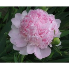 PION Milk -flowered sweat 16, pot C3, 1 pc, summer 2024