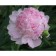 PION Milk -flowered sweat 16, pot C3, 1 pc, summer 2024