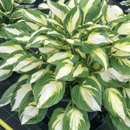 Hybrid Khosta "Color Festival", pot C3, 1 pc, spring 2024