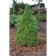 Canadian spruce "Konika DEMMBR", P9, 1pc, h 3-20 cm, summer 2024