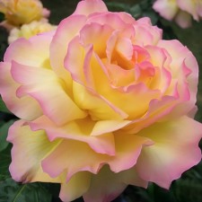 Seedling rose 