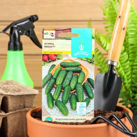 Seeds of cucumber "Masha" F1, parthenocarpic, 5 pcs.