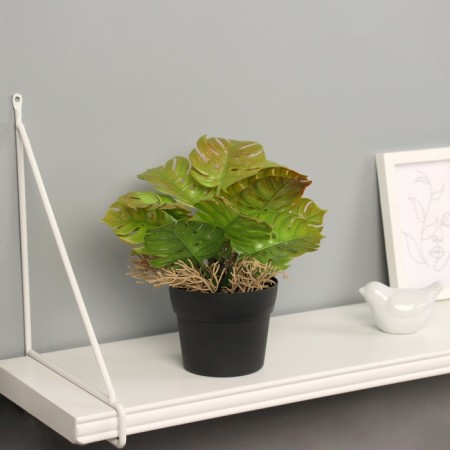 Bonsai in the pot "Asplenium premium" 21x10.5 cm, mix