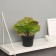 Bonsai in the pot "Asplenium premium" 21x10.5 cm, mix