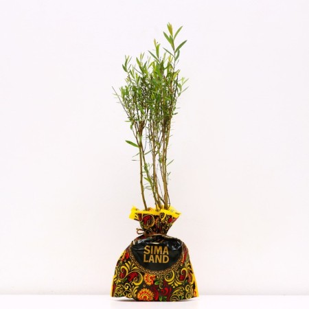 Spirea seedling on-on, P9 pot, summer 2024