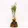 Spirea seedling on-on, P9 pot, summer 2024