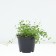 Barvinok Small Alba, C1.5 pot, 1 pc, summer 2024