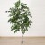 Birch