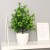 Bonsai 3