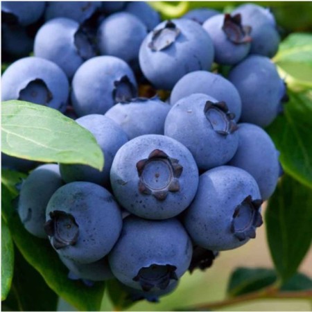 Blueberries tall Blacrop, C5 pot, 1 pc, summer 2024
