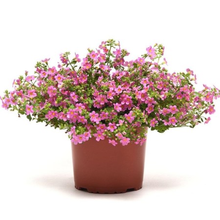 Flower seeds of bacop Pinktopia 100 pcs