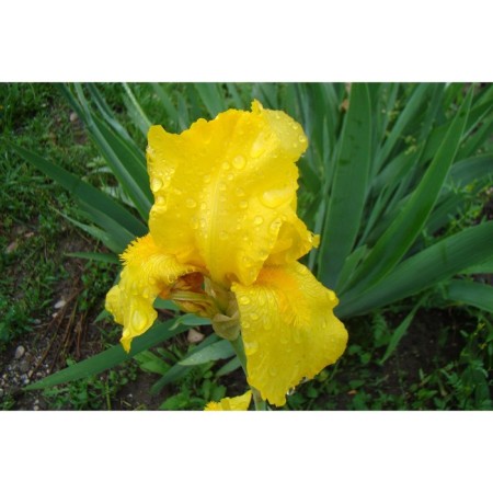 Iris Borodny Golden Apple, Rr. I, 1 pc, Spring 2025