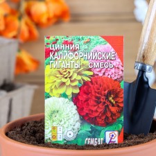 Cinnia flower seeds 