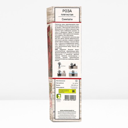 Seedling rose Plesy "Simpami", tube, 1 pc, spring 2025-2