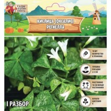 Kislitsa (oxalis) regneella, rr l, 10 pcs, autumn 2024