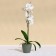 Flower pot, d = 10 cm, 0.5 l, plastic, green sage
