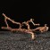Drunk for the Aquarium "Vine Ginograd", 60 - 70 cm