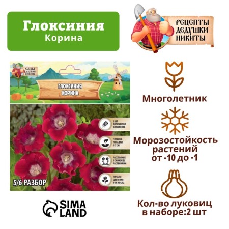 Gloxinia "Korina", rr 5/6, 2 pcs