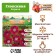 Gloxinia "Korina", rr 5/6, 2 pcs