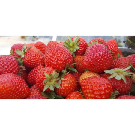 Strawberry seedlings Frigo Florida Beauty (9-15 mm), p9 pot