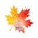 Decoration on the adhesive tape "Maple leaf" burgundy, yellow, 18x18 cm