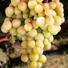 Grapes seedling 