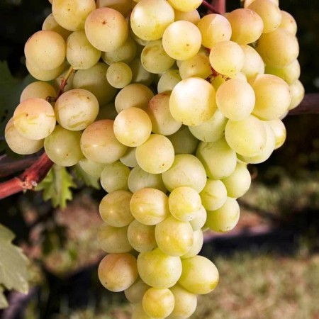 Grapes seedling "Muscovite delight", tube, spring 2025