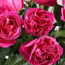 Seedling rose 