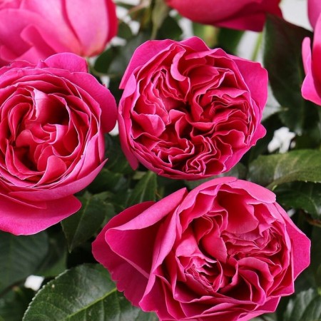 Seedling rose "Kate", tube, spring 2025