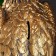Pig a case "Eagle on the stone of the Big" bronze, 20x21x55cm