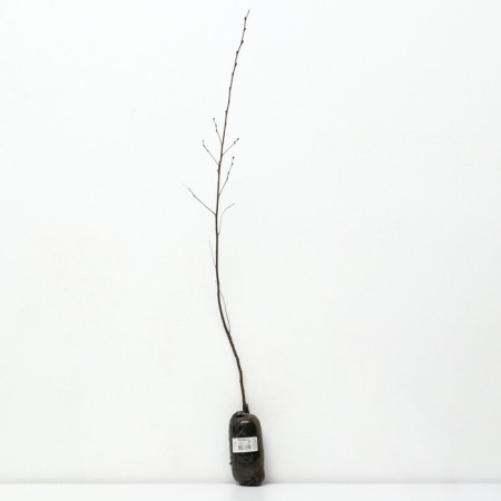 Birch in the dash "Royal Frost", 1 pc, tube, spring 2025-1