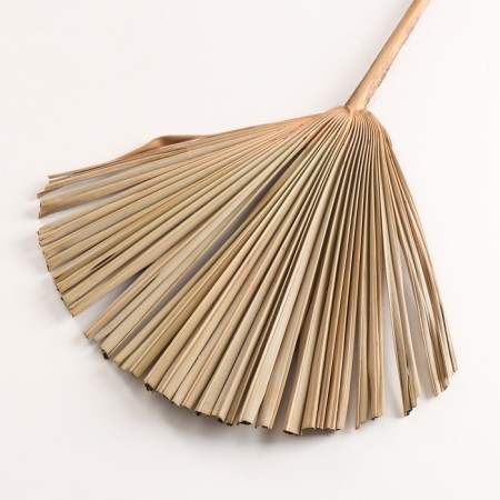 Washingtoni Palm sheet "Fan" 50-60 (+/- 6 cm), 1 pc, col. natural-2