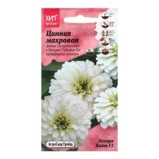 Zinnia Flowers 