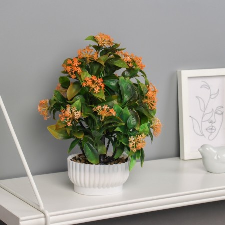 Bonsai in the pot "Hoya premium" 23x10 cm, mix-4