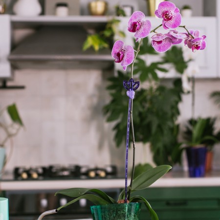 Support for orchids, h = 44 cm, plastic, purple, mix-7