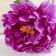 Artificial flowers "velvet peony" 15x55 cm, lilac