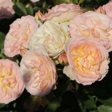 Seedling rose 
