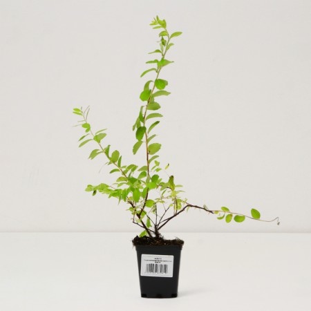 Saperian spirea Nippon "June Bride", pot P9, Summer 2024-2