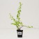 Saperian spirea Nippon "June Bride", pot P9, Summer 2024