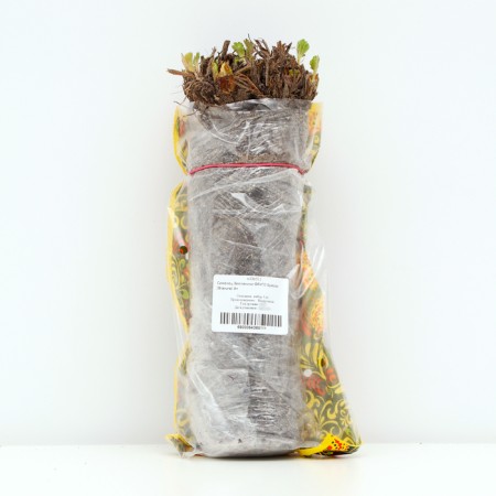 Strawberry seedlings of Frigo Bravura (Bravura) a+, 5 pcs-2